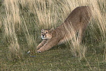 Mountain Lion (Puma concolor) female, born without a tail, stretching, Torres del Paine National Park, Patagonia, Chile