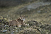 Mountain Lion (Puma concolor) female born without a tail, Torres del Paine National Park, Patagonia, Chile