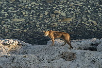 Mountain Lion (Puma concolor) female with seven month old cub, Sarmiento Lake, Torres del Paine National Park, Patagonia, Chile