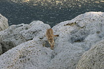Mountain Lion (Puma concolor) female, Sarmiento Lake, Torres del Paine National Park, Patagonia, Chile