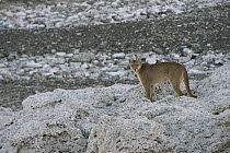 Mountain Lion (Puma concolor) female, Sarmiento Lake, Torres del Paine National Park, Patagonia, Chile