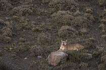 Mountain Lion (Puma concolor) female, born without a tail, yawning, Torres del Paine National Park, Patagonia, Chile