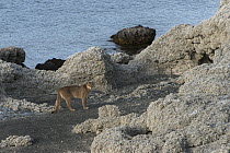 Mountain Lion (Puma concolor) female near lake, Sarmiento Lake, Torres del Paine National Park, Patagonia, Chile