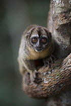 Spix's Night Monkey (Aotus vociferans), Pacaya Samiria National Park, Peru