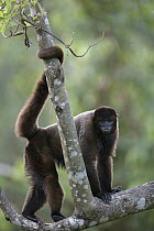 Humboldt's Woolly Monkey (Lagothrix lagotricha), Pacaya Samiria National Park, Peru