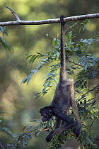 White-bellied Spider Monkey (Ateles belzebuth) hanging in branch, Pacaya Samiria National Park, Peru