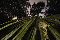 Manaus Slender-legged Treefrog (Osteocephalus taurinus) in rainforest, Pacaya Samiria National Park, Peru