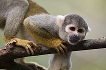 Bare-eared Squirrel Monkey (Saimiri ustus) in tree, Peru