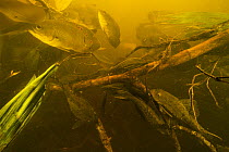 Pinecone Sucker Catfish (Monistiancistrus carachama) and Marble Cichlid (Astronotus ocellatus) school, Pacaya Samiria National Park, Peru