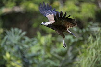 Black-collared Hawk (Busarellus nigricollis) flying, Pacaya Samiria National Park, Peru