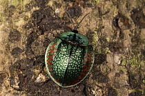 Leaf Beetle (Chrysomelidae), Pacaya Samiria National Park, Peru