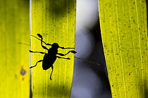 Longhorn Beetle (Cerambycidae), Pacaya Samiria National Park, Peru