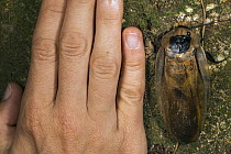 Giant Cockroach (Blaberidae) and hand, Pacaya Samiria National Park, Peru