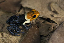 Red-headed Poison Frog (Dendrobates fantasticus), Amazon, Peru