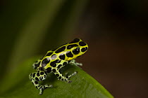Amazonian Poison Frog (Dendrobates variabilis), Amazon, Peru