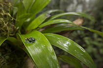 Amazonian Poison Frog (Dendrobates variabilis) in rainforest, Amazon, Peru