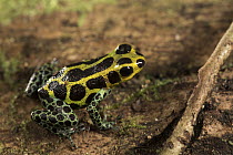 Mimic Poison Frog (Dendrobates imitator), Amazon, Peru