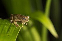 Tree Frog (Dendropsophus sp), Amazon, Peru