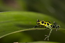 Mimic Poison Frog (Dendrobates imitator), Amazon, Peru