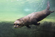 Giant River Otter (Pteronura brasiliensis) swimming, native to South America