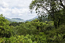 Rainforest, Trinidad, West Indies, Caribbean
