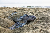 Leatherback Sea Turtle (Dermochelys coriacea) female digging nest, Trinidad, West Indies, Caribbean