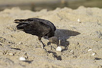 American Black Vulture (Coragyps atratus) feeding on sea turtle egg on beach, Trinidad, West Indies, Caribbean