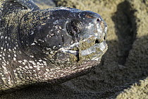 Leatherback Sea Turtle (Dermochelys coriacea) female laying eggs, Trinidad, West Indies, Caribbean