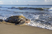 Leatherback Sea Turtle (Dermochelys coriacea) female returning to sea after nesting, Trinidad, West Indies, Caribbean