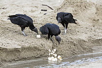 American Black Vulture (Coragyps atratus) feeding on sea turtle eggs on beach, Trinidad, West Indies, Caribbean