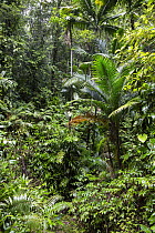 Palm trees in rainforest, Tobago, West Indies, Caribbean