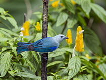 Blue-gray Tanager (Thraupis episcopus), Tobago, West Indies, Caribbean