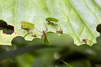 Leafcutter Ant (Atta cephalotes) group cutting leaf, Tobago, West Indies, Caribbean