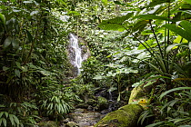 Cascading creek in rainforest, Trinidad, West Indies, Caribbean