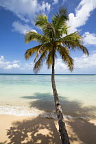Coconut Palm (Cocos nucifera) tree on beach, Tobago, West Indies, Caribbean