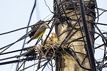 Tropical Kingbird (Tyrannus melancholicus) female on nest with chicks on powerline pole, Tobago, West Indies, Caribbean