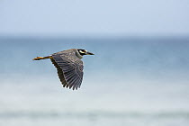 Yellow-crowned Night Heron (Nycticorax violaceus) flying, Tobago, West Indies, Caribbean