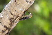 Red-crowned Woodpecker (Melanerpes rubricapillus) male at nest cavity, Tobago, West Indies, Caribbean