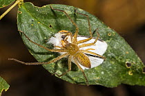 Giant Crab Spider (Sparianthina sp) with moth prey, Panguana Nature Reserve, Peru