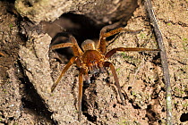 Wandering Spider (Ancylometes sp), Panguana Nature Reserve, Peru