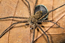 Spider (Trechalea sp) with egg sac, Panguana Nature Reserve, Peru