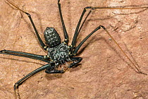 Tailless Whip Scorpion (Heterophrynus elaphus), Panguana Nature Reserve, Peru
