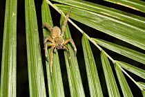 Wandering Spider (Phoneutria fera), Panguana Nature Reserve, Peru