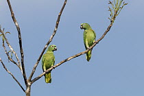 Yellow-crowned Parrot (Amazona ochrocephala) pair, Panguana Nature Reserve, Peru