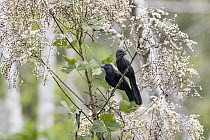 Smooth-billed Ani (Crotophaga ani) pair, Panguana Nature Reserve, Peru