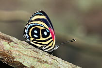 Nymphalid Butterfly (Paulogramma pyracmon) aka False Numberwing, Panguana Nature Reserve, Peru