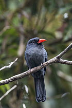 Black-fronted Nunbird (Monasa nigrifrons), Panguana Nature Reserve, Peru