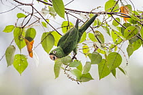 White-eyed Parakeet (Aratinga leucophthalmus) feeding on fruit, Panguana Nature Reserve, Peru