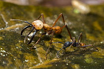 Army Ant (Eciton burchellii) soldier and worker, Panguana Nature Reserve, Peru