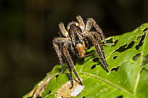 Wandering Spider (Ancylometes sp) with prey, Panguana Nature Reserve, Peru